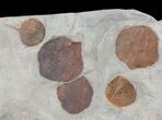 Fossil Leaf Plate (Zizyphoides & Davidia) - Montana #68351-3